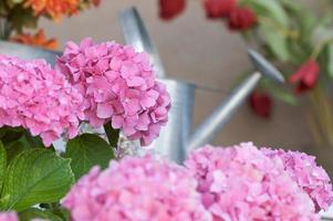 Beautiful Hydrangea Blossoms photo