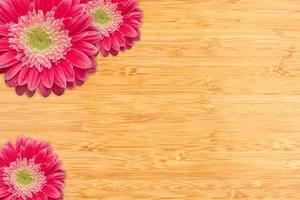 Pink Gerber Daisies with Water Drops on Bamboo Background photo