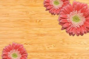 Pink Gerber Daisies with Water Drops on Bamboo Background photo