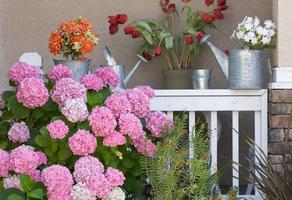 hermosas flores de hortensia foto