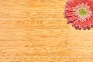 Pink Gerber Daisies with Water Drops on Bamboo Background photo