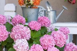 hermosas flores de hortensia foto