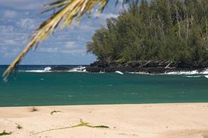 Tropical Shoreline and Trees photo