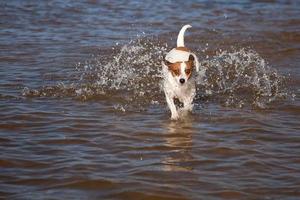 Playful Jack Russell Terrier Dog Playing in Water photo