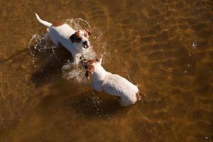 perros juguetones jack russell terrier jugando en el agua foto