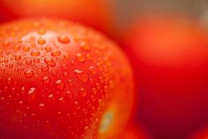 Fresh, Vibrant Roma Tomatoes with Water Drops photo