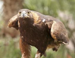 California Golden Eagle photo