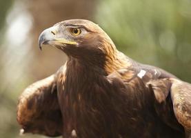 águila real de california foto