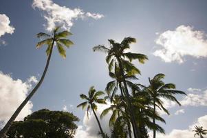 palmeras y nubes foto