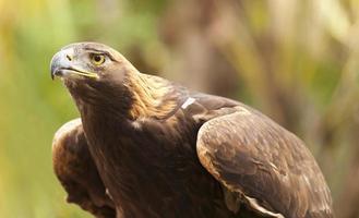 águila real de california foto