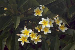 Yellow Plumeria Flowers photo