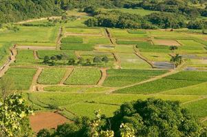 valle de hanalei y campos de taro foto