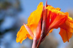 Radiant Canna Lily photo