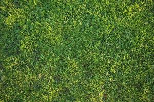 Beautiful Green Grass Background Texture photo