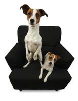 Two Jack Russell Terriers on a black chair photo