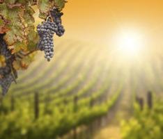 Lush Grape Vine with Blurry Vineyard Background photo