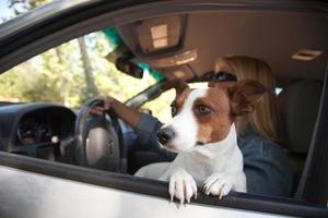 Jack Russell Terrier Enjoying a Car Ride photo