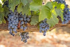 Beautiful Lush Wine Grape Bushels In The Vineyard photo