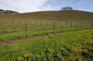 Vineyard Hillside and Trees photo