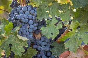 Beautiful Lush Wine Grape Bushels In The Vineyard photo