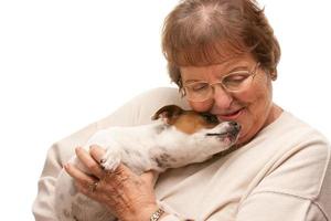 Happy Attractive Senior Woman with Puppy on White photo