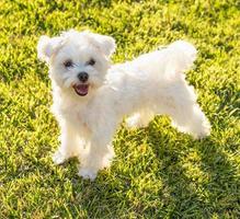 Adorable Maltese Puppy Playing In The Yard photo