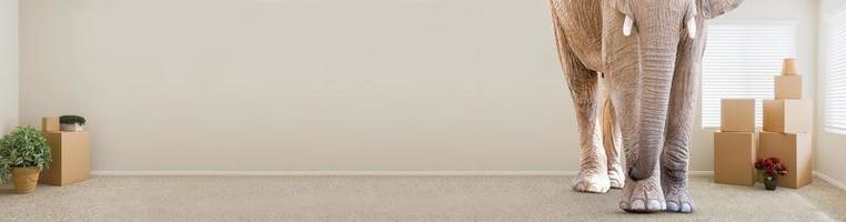 Adult Elephant Standing in Empty Room With Moving Boxes. photo