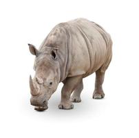 Single Large Rhinoceros Isolated on White. photo