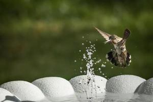 Hummingbird in Flight photo