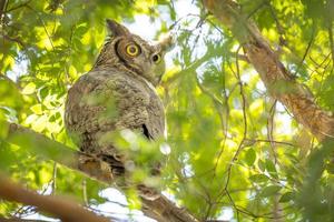 The Yellow Eyed Great Horned Owl Resting In The Tree photo