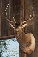 Mounted Stag Head photo