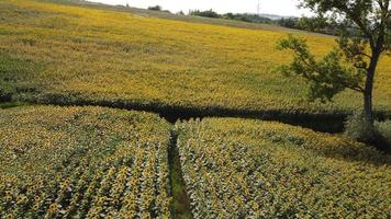 Sonnenblumenfeld oder Sonnenblumen video