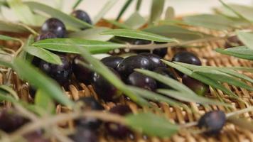 rå organisk oliver och gren efter skörda, redo för extra jungfrulig olja. roterande skott på en korg- bakgrund. medelhavs färsk friska mat ingrediens. biologisk lantbruk. video