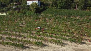 jordbrukare skörd vingård med traktor maskineri. röd vin vin vindruvor skörda lantbruk fält. video