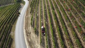 landwirt, der weinberg mit traktormaschinen erntet. rotweinrebe trauben ernten landwirtschaftsfeld. video