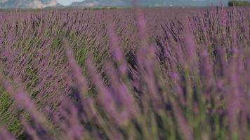 Lavender agriculture field blooming purple flowers at summer in Valensole video