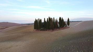 Cypress Trees in Val d'Orcia Tuscany Aerial View