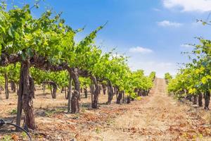 Beautiful Wine Grape Vineyard Farm in the Afternoon Sun. photo