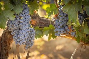 Beautiful Lush Wine Grape Bushels In The Vineyard photo