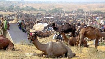 pushkar, Indien november 20, 2012 - känd indisk kameler handel pushkar mela kamel rättvis festival i fält. pushkar, rajasthan, Indien video