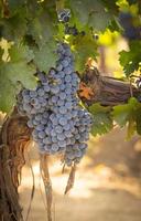 Beautiful Lush Wine Grape Bushels In The Vineyard photo