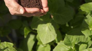 Woman hands giving soil slow motion. Fertile ground, fertility. Organic agriculture, agricultural care, sustainable cultivation video