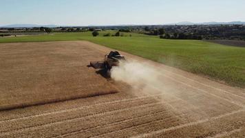 kombinera tröskor skörda vete spannmål i flingor lantbruk fält jordbruk. jordbrukare med traktor maskineri tröskning vete, skörd spannmål fält antenn se. organisk odla, skörda, odling. video