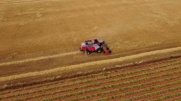 Combine harvester harvesting wheat grain in agriculture cereal farming field, farmer with tractor aerial view video