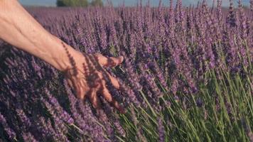 Frauenhand im Lavendelfeld von Valensole, Provence Frankreich in Zeitlupe video