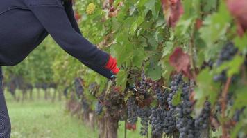 Farmer working pruning vineyard with red grapes vines with shears video