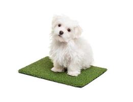 Cute Maltese Puppy Dog Sitting on Section of Artificial Turf Grass On White Background photo