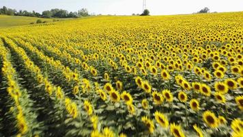 champ de tournesol en été video