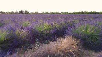 platå de Valensole lavendel- fält i provence, Frankrike video