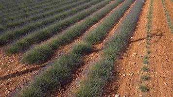 vista aérea del campo de lavanda en valensole, provenza francia. flores moradas florecientes en verano. video